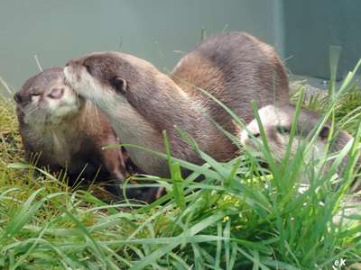 コツメカワウソも住み心地の良い新居にお引越し 彡 ご当地グルメ特集 じゃらんnet