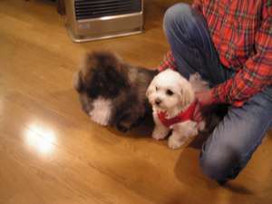 クリクリ と まったり の癒し犬 ペンション クッキーサーカスのブログ 宿泊予約は じゃらん