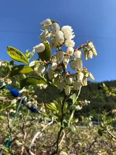 ブルーベーリーの花 全４室の小さな宿 ふじの森のブログ 宿泊予約は じゃらん