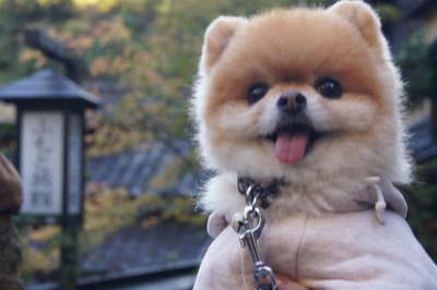 きゃわわわ ふもと旅館のブログ 宿泊予約は じゃらん きゃわわわ ふもと旅館のブログ 宿泊予約は じゃらん