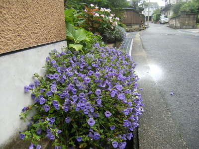 今年もトレニアカタリーナがきれいに咲きました 香住 源六 げんろく のブログ 宿泊予約は じゃらん