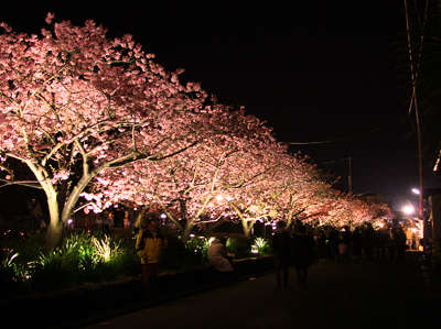 夜桜ライトアップ 11河津桜まつり ホテルアンビエント伊豆高原のブログ 宿泊予約は じゃらん