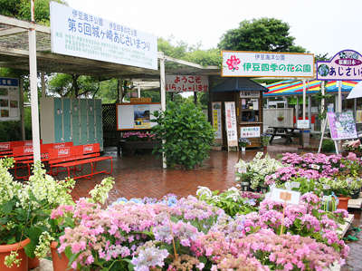 第5回城ヶ崎あじさいまつり 伊豆四季の花公園 伊豆高原わんわんパラダイスホテル コテージのブログ 宿泊予約は じゃらん