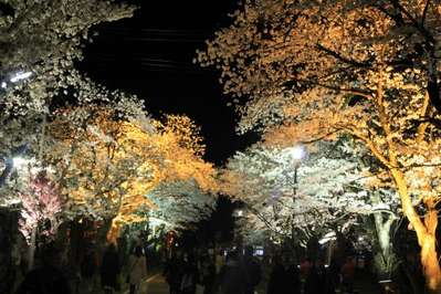 村松公園 桜まつり 咲花温泉 河畔の宿 碧水荘のブログ 宿泊予約は じゃらん