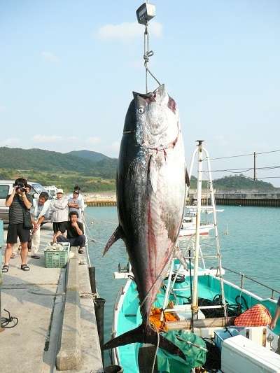 6月は釣り好きにピッタリ マグロ釣りの楽園 久米島 サイプレスリゾート久米島のブログ 宿泊予約は じゃらん