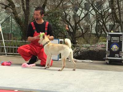 大福ちゃん見れるかも 旅館まんりょうのブログ 宿泊予約は じゃらん