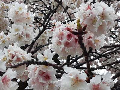 帯桜（おびざくら）が満開でした!(^^)!/ホテル１－２－３島田のブログ ...