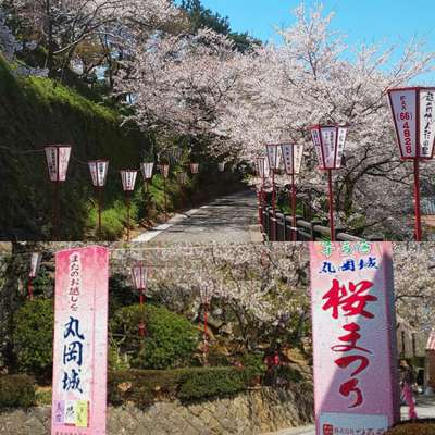 おとなり福井県の丸岡城 桜まつりに行って来ました ご当地グルメ特集 じゃらんnet