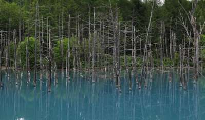 曇りの日の 青い池 は青が濃い 白金温泉郷 森の旅亭びえいのブログ 宿泊予約は じゃらん