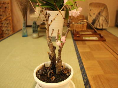 季節外れの 桜咲く 盆栽桜が昨日 花を咲かせました 甲府の夜景を独占する温泉 11種類のお風呂 ホテル神の湯温泉のブログ 宿泊予約は じゃらん