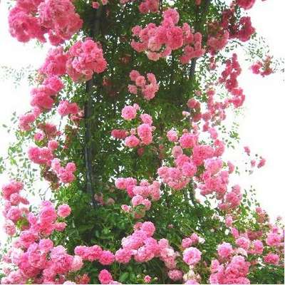 日本一のバラ回廊と美しいバラ園 春のバラ祭り開催中 甲府の夜景を独占する温泉 11種類のお風呂 ホテル神の湯温泉のブログ 宿泊予約は じゃらん