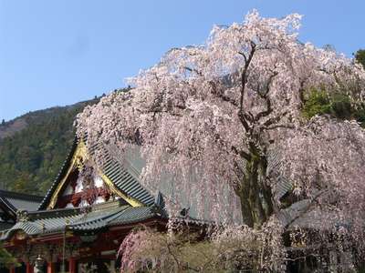 身延山久遠寺のしだれ桜 南部町の桜 船山温泉の桜 船山温泉のお知らせ 宿泊予約は じゃらん