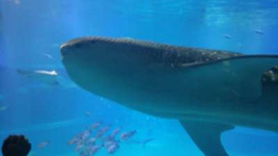 海遊館 ジンベエザメの泳ぐ水族館 アパホテル 大阪肥後橋駅前 全室禁煙 のブログ 宿泊予約は じゃらん