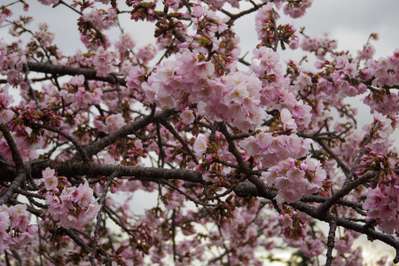 伊東の桜だより おおかん桜開花状況 2月21日 ご当地グルメ特集 じゃらんnet