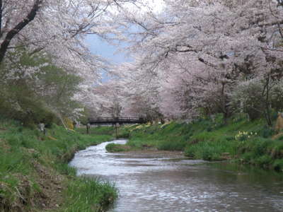 山中湖の桜 花見シーズンは 4月半ばから 食彩ペンション くりの木の下のブログ 宿泊予約は じゃらん