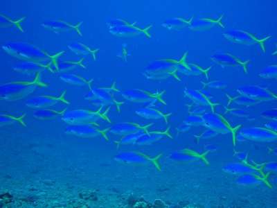 沖縄の県魚グルクン 海中を泳ぐ姿が美しい はいむるぶしのブログ 宿泊予約は じゃらん