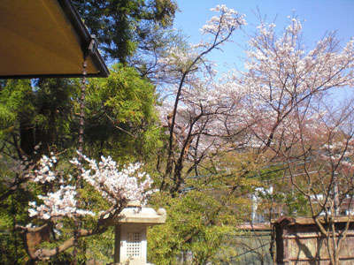 四万温泉 の梅と桜が一緒に満開です 積善館 本館のお知らせ 宿泊予約は じゃらん