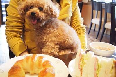 ドッグカフェに行ってきました 高山わんわんパラダイスホテルのブログ 宿泊予約は じゃらん