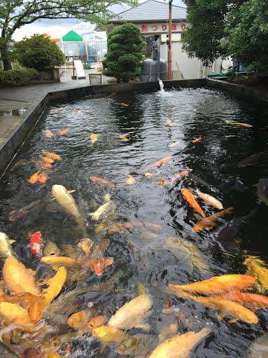 谷養魚場さま アパホテル 京成成田駅前 のブログ 宿泊予約は じゃらん