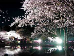 1 600ｍの幻想的な夜桜 夜桜 無料券プレゼント うちの宿自慢特集 じゃらんnet
