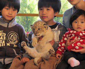 サファリパーク ライオンの赤ちゃんと写真撮影 ｈｏｔｅｌ ｉｎｓｉｄｅ 沼津インター ホテルインサイド のブログ 宿泊予約は じゃらん