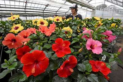 宇都宮でハイビスカスの出荷最盛期 平成温泉番付 栃木県第1位 にごり湯と美食 やまの宿下藤屋のブログ 宿泊予約は じゃらん