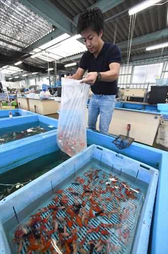 佐野市の金魚卸業者で出荷が最盛期を迎えています ご当地グルメ特集 じゃらんnet