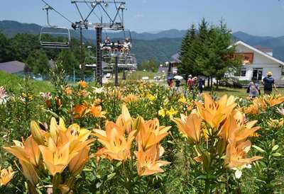 ハンターマウンテンゆり園早咲きが見頃です 平成温泉番付 栃木県第1位 にごり湯と美食 やまの宿下藤屋のブログ 宿泊予約は じゃらん