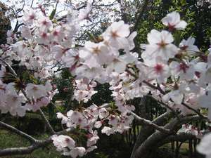 平草原公園の桜も咲き始めました Hotel Shirahamakan 白浜館 のブログ 宿泊予約は じゃらん