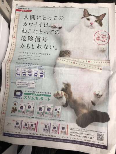 我が家のデブ猫 レンブラントスタイル横浜関内のブログ 宿泊予約は じゃらん