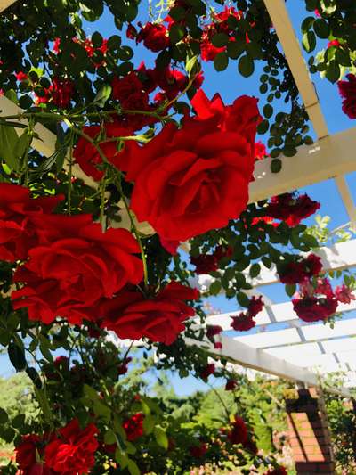 薔薇が見ごろ 京都府立植物園 ホテルビスタプレミオ京都 河原町通 のブログ 宿泊予約は じゃらん