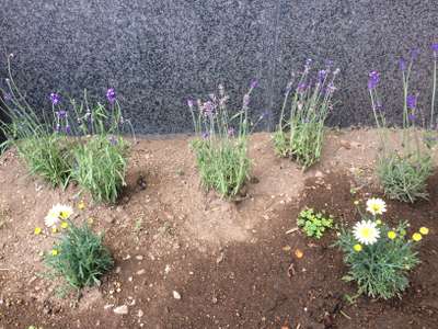 本館の花壇にラベンダー植えました O ホテルソニア小樽 天然温泉 小樽運河の湯 のブログ 宿泊予約は じゃらん