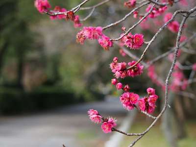 2月といえば 京都 嵐山温泉 花伝抄 かでんしょう のブログ 宿泊予約は じゃらん