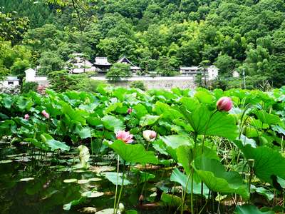 千曲市名所 これから 蓮の花景色 大雲寺 心がふれあう 民芸の宿中央ホテルのブログ 宿泊予約は じゃらん