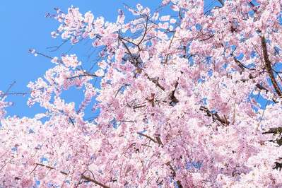 春 桜満開 ホテルルートイン橋本のブログ 宿泊予約は じゃらん