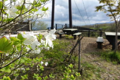 つつじ吊り橋にゴヨウツツジが咲きました 那須高原 ホテルビューパレスのブログ 宿泊予約は じゃらん