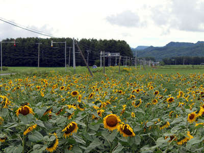 あっかんべーの隣のひまわりがキレイに咲いてました ご当地グルメ 夏 特集 じゃらんnet