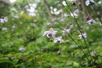 日本固有種の美しい花 レンゲショウマ 青梅石神温泉 清流の宿 おくたま路のブログ 宿泊予約は じゃらん
