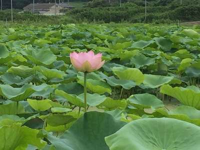 レンコンの花が咲きました 別邸 翠風荘 慶山のブログ 宿泊予約は じゃらん