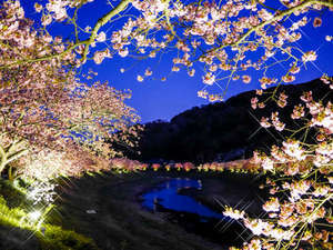 河津桜 夜６時よりライトアップがはじまります 伊豆 下田の恵みと旬の食材 源泉掛流し 野の花亭 こむらさきのブログ 宿泊予約は じゃらん