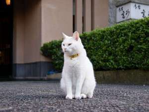 看板ネコ ミーちゃんのテレビ出演します 御宿 高砂のブログ 宿泊予約は じゃらん