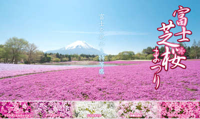 復活 富士芝桜まつり 朝霧高原で4 6 2開催予定 富士山を望む高台の宿 クレッシェンドのブログ 宿泊予約は じゃらん