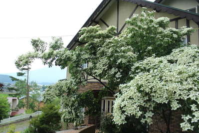 玄関横のシンボルツリー やまぼうし の花が満開に お土産特集 じゃらんnet