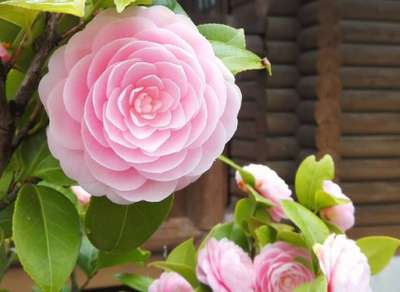 ログハウスの小道で出会ったピンクのドレスのお姫様 大阪リゾート ホテル ロッジ舞洲のブログ 宿泊予約は じゃらん