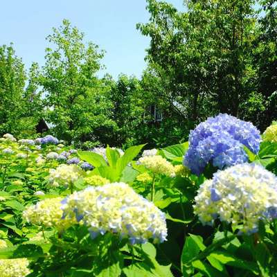 あじさい展 現在の開花状況 大阪リゾート ホテル ロッジ舞洲のブログ 宿泊予約は じゃらん