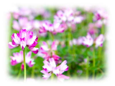 花を愛でる心 その先に生まれるもの 美味しい温泉 夢みさきのブログ 宿泊予約は じゃらん