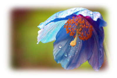 ７月２６日の誕生花 ブルーポピーの想い 美味しい温泉 夢みさきのブログ 宿泊予約は じゃらん