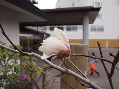 由来のハナ 北こぶし知床 ホテル リゾートのブログ 宿泊予約は じゃらん