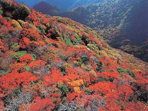 10月29日は全プラン【平日料金】で泊まれます!!