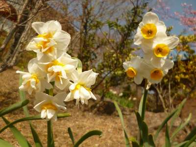 八重水仙は Tazetta がないのも特徴の1つ 横山大観ゆかりの宿 熱海大観荘のブログ 宿泊予約は じゃらん 八重水仙は Tazetta がないのも特徴の1つ 横山大観ゆかりの宿 熱海大観荘のブログ 宿泊予約は じゃらん